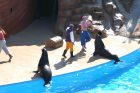 thumbs/seaworld 047.png